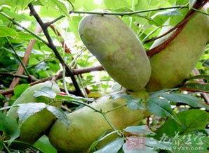 吃货八月瓜,探寻夏日美食的甜蜜诱惑